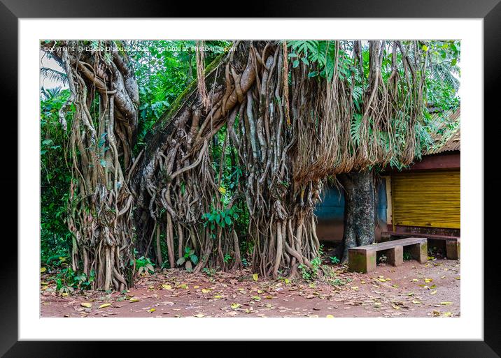 Banyan tree trunk and roots Framed Mounted Print by Lucas D'Souza