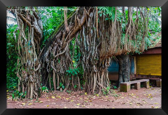 Banyan tree trunk and roots Framed Print by Lucas D'Souza