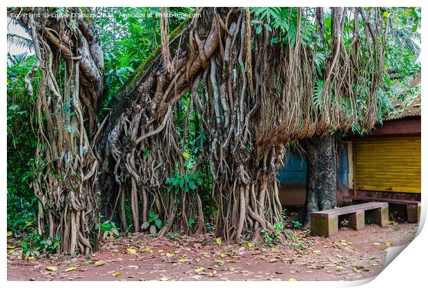 Banyan tree trunk and roots Print by Lucas D'Souza