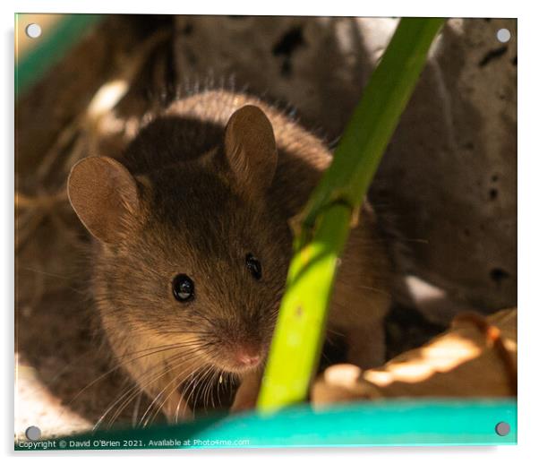 Curious mouse in garden foliage Acrylic by David O'Brien