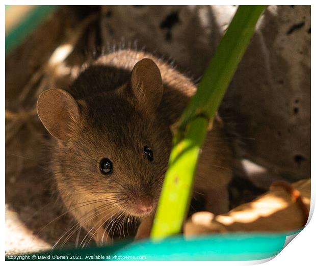 Curious mouse in garden foliage Print by David O'Brien