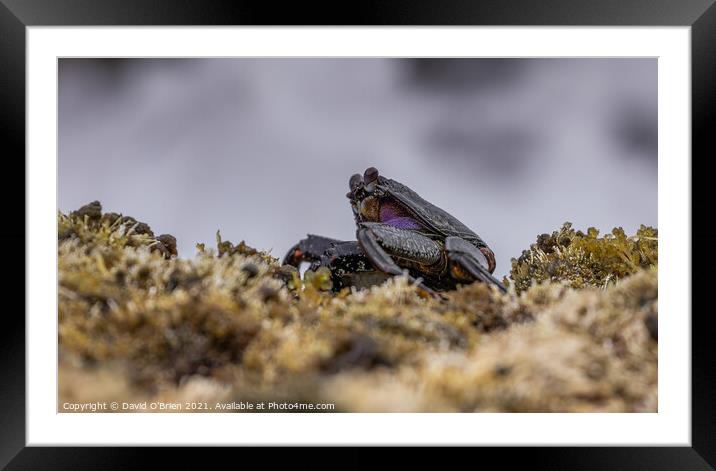 Red Rock Crab Framed Mounted Print by David O'Brien
