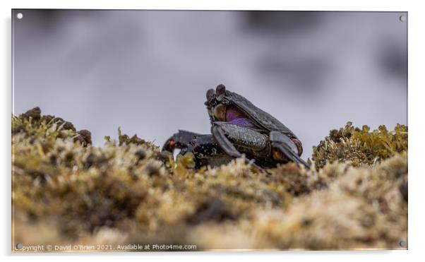 Red Rock Crab Acrylic by David O'Brien