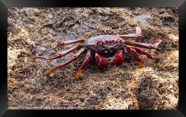 Red Rock Crab Framed Print by David O'Brien