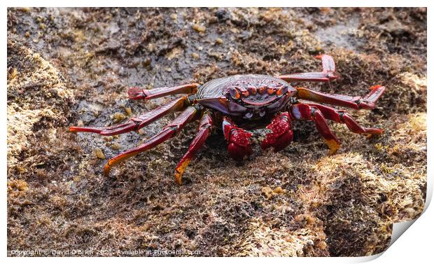 Red Rock Crab Print by David O'Brien