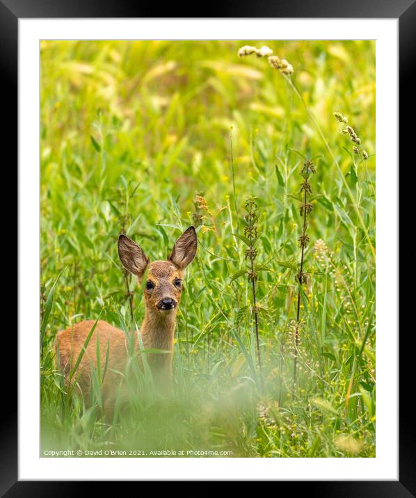 Roe Deer in field Framed Mounted Print by David O'Brien
