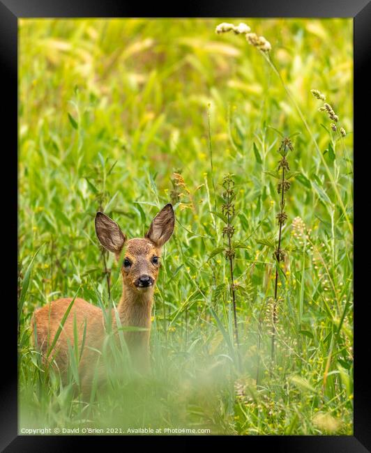 Roe Deer in field Framed Print by David O'Brien