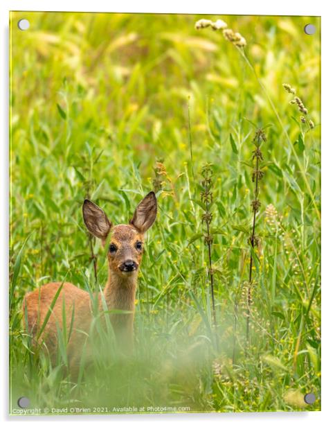 Roe Deer in field Acrylic by David O'Brien