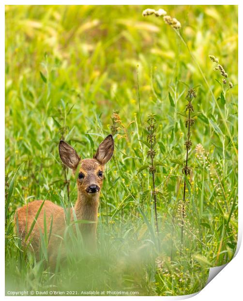Roe Deer in field Print by David O'Brien
