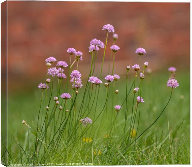 Field scabious in summer meadow Canvas Print by David O'Brien