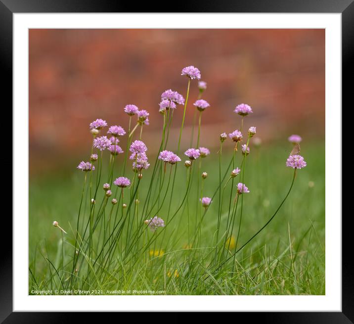 Field scabious in summer meadow Framed Mounted Print by David O'Brien