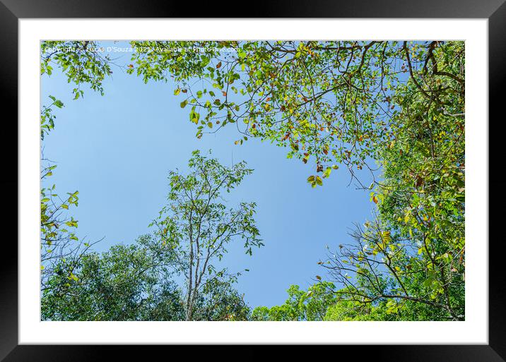 Tree canopy Framed Mounted Print by Lucas D'Souza