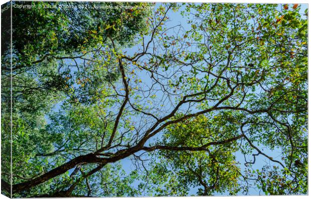 Tree canopy Canvas Print by Lucas D'Souza
