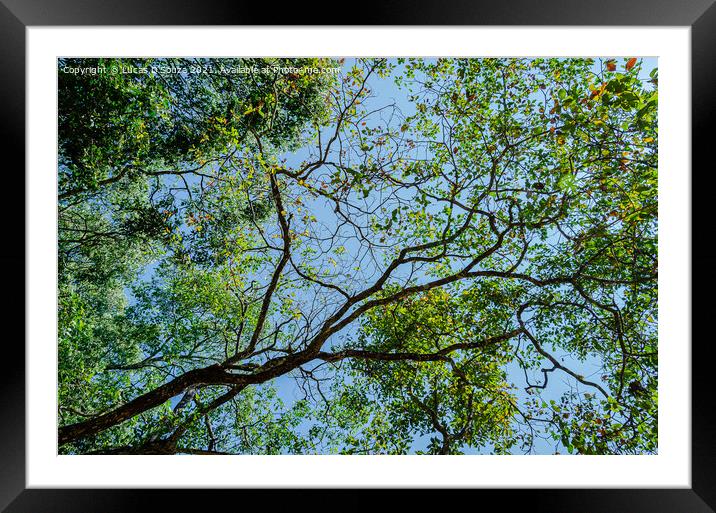 Tree canopy Framed Mounted Print by Lucas D'Souza