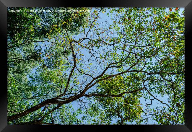 Tree canopy Framed Print by Lucas D'Souza