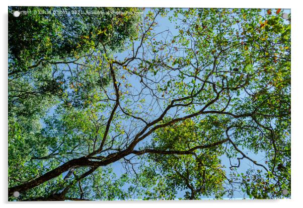 Tree canopy Acrylic by Lucas D'Souza