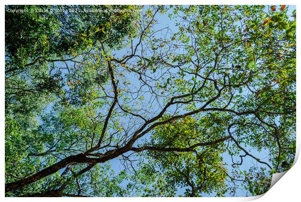 Tree canopy Print by Lucas D'Souza