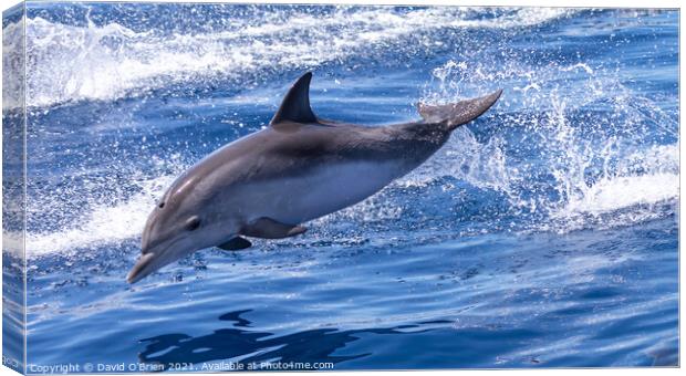 Dolphin leaping Canvas Print by David O'Brien