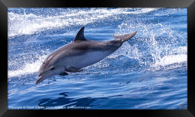Dolphin leaping Framed Print by David O'Brien