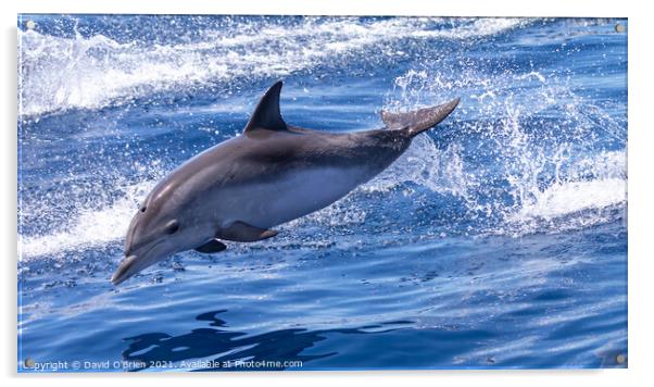 Dolphin leaping Acrylic by David O'Brien