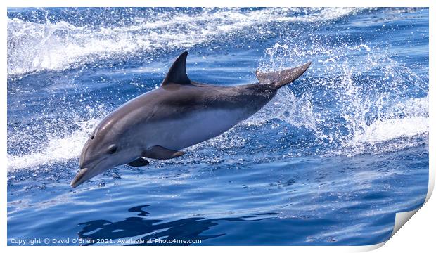 Dolphin leaping Print by David O'Brien