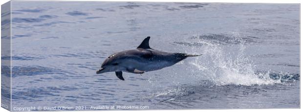 Dolphin leaping Canvas Print by David O'Brien