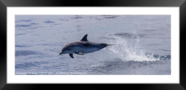 Dolphin leaping Framed Mounted Print by David O'Brien