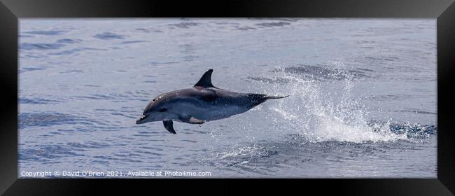 Dolphin leaping Framed Print by David O'Brien