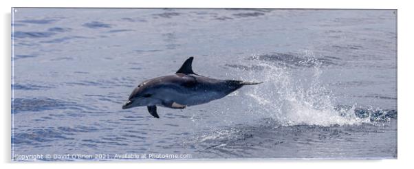 Dolphin leaping Acrylic by David O'Brien