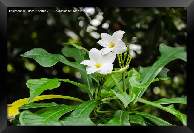 Bridal bouquet (Plumeria pudica) flowers Framed Print by Lucas D'Souza