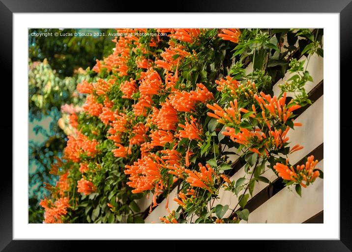 Red Pyrostegia Venusta flowers on a fence Framed Mounted Print by Lucas D'Souza