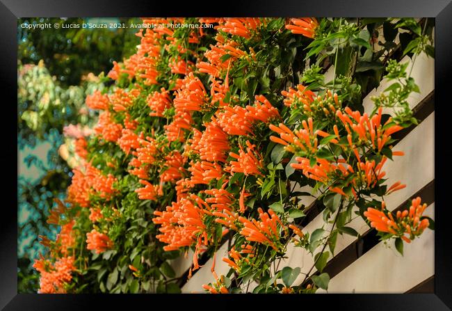 Red Pyrostegia Venusta flowers on a fence Framed Print by Lucas D'Souza