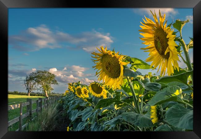 A field of sunflowers.  Framed Print by Bill Allsopp