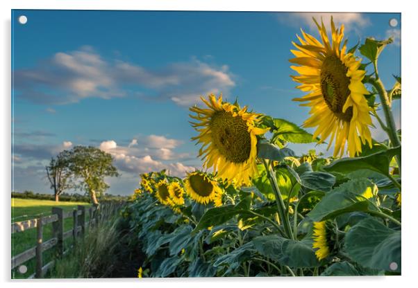 A field of sunflowers.  Acrylic by Bill Allsopp