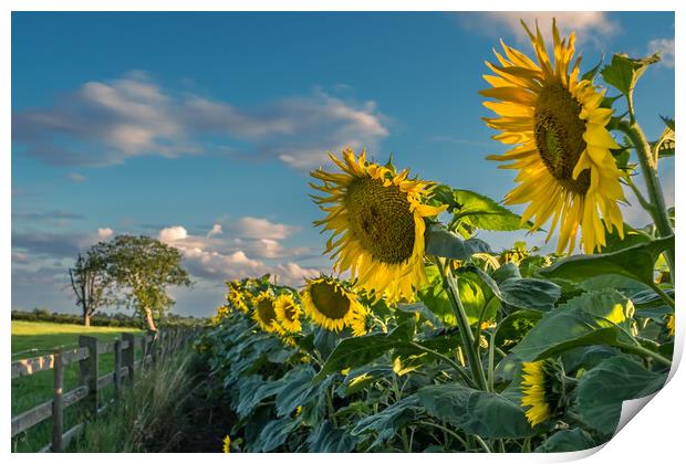 A field of sunflowers.  Print by Bill Allsopp