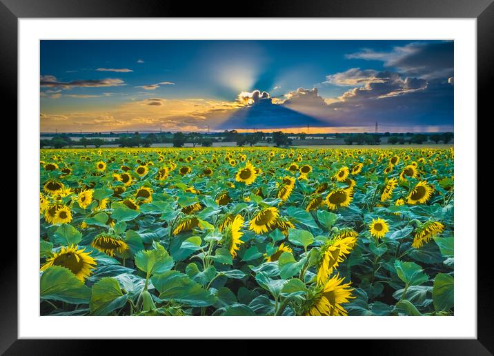 Sunflower sunset. Framed Mounted Print by Bill Allsopp