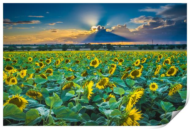 Sunflower sunset. Print by Bill Allsopp