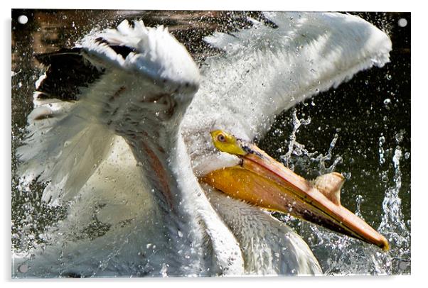Angry Bird - Pelican Acrylic by Viraj Nagar