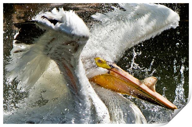 Angry Bird - Pelican Print by Viraj Nagar