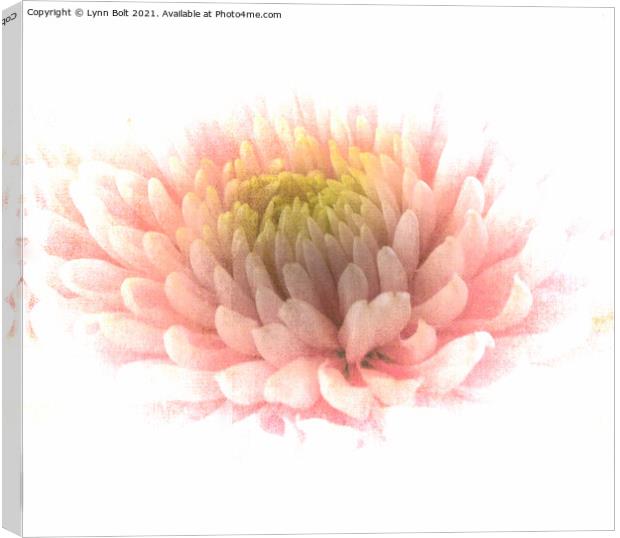 Pink Chrysanthamum Canvas Print by Lynn Bolt