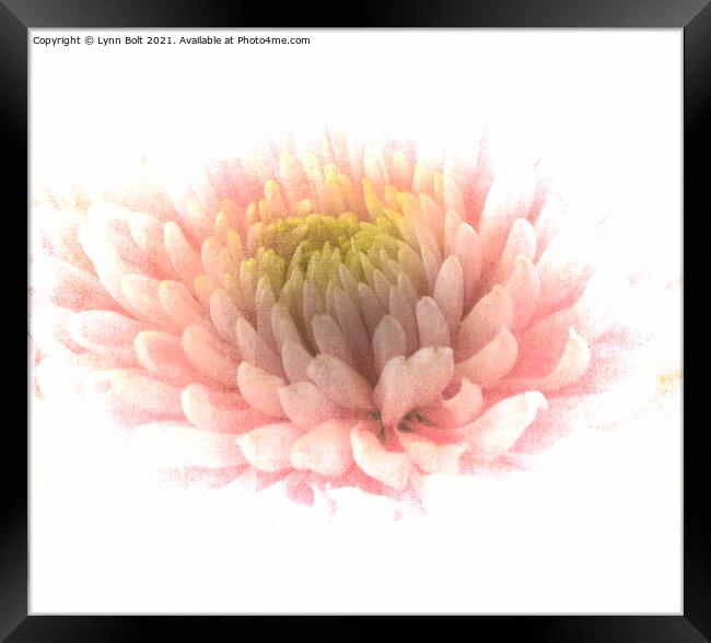 Pink Chrysanthamum Framed Print by Lynn Bolt