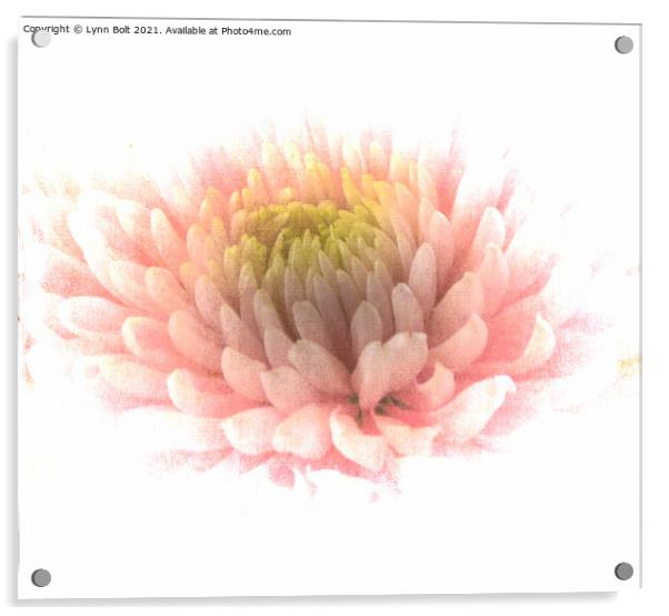 Pink Chrysanthamum Acrylic by Lynn Bolt