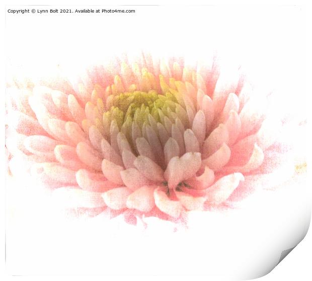 Pink Chrysanthamum Print by Lynn Bolt
