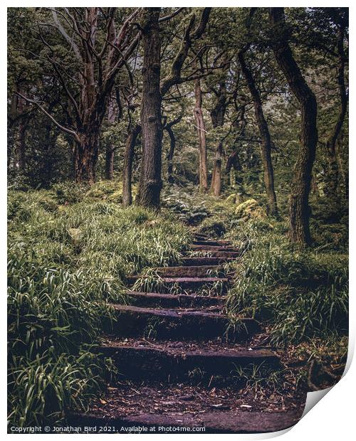 Ascending through the Forest Print by Jonathan Bird