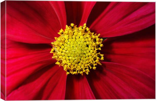 Cosmos in Red Canvas Print by Sharon Johnstone