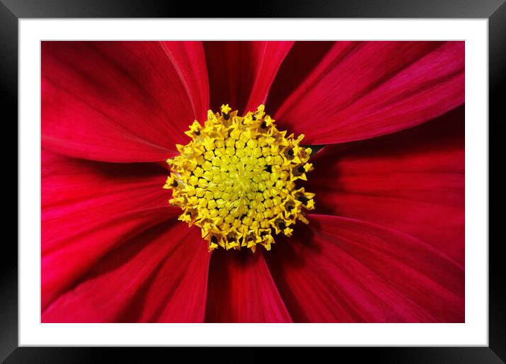 Cosmos in Red Framed Mounted Print by Sharon Johnstone