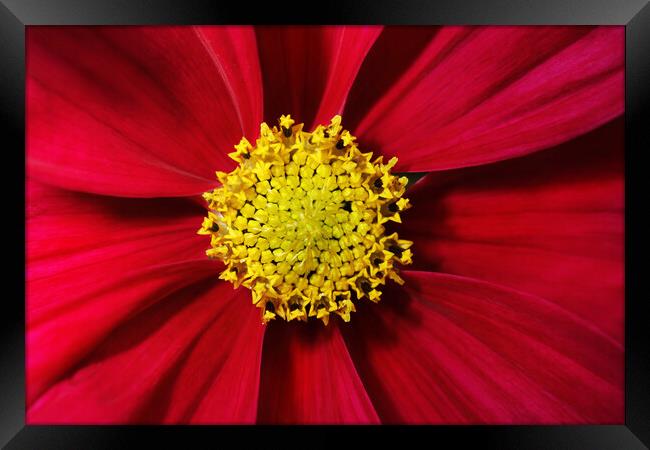 Cosmos in Red Framed Print by Sharon Johnstone