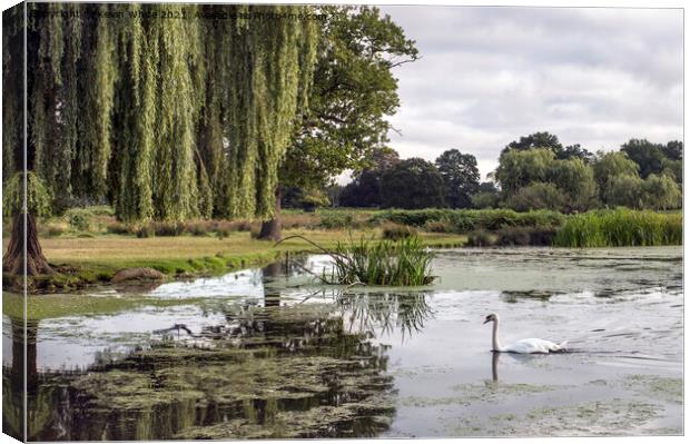 Swan on a cloudy morning in Bushy Park Canvas Print by Kevin White