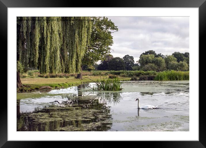 Swan on a cloudy morning in Bushy Park Framed Mounted Print by Kevin White
