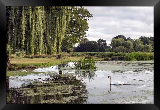 Swan on a cloudy morning in Bushy Park Framed Print by Kevin White